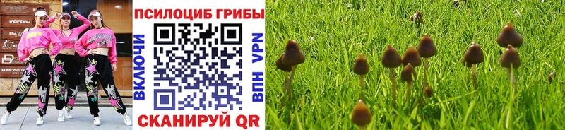 как найти закладки  Электросталь  Псилоцибиновые грибы Psilocybe 